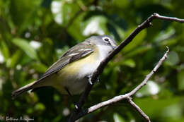 Image of Blue-headed Vireo