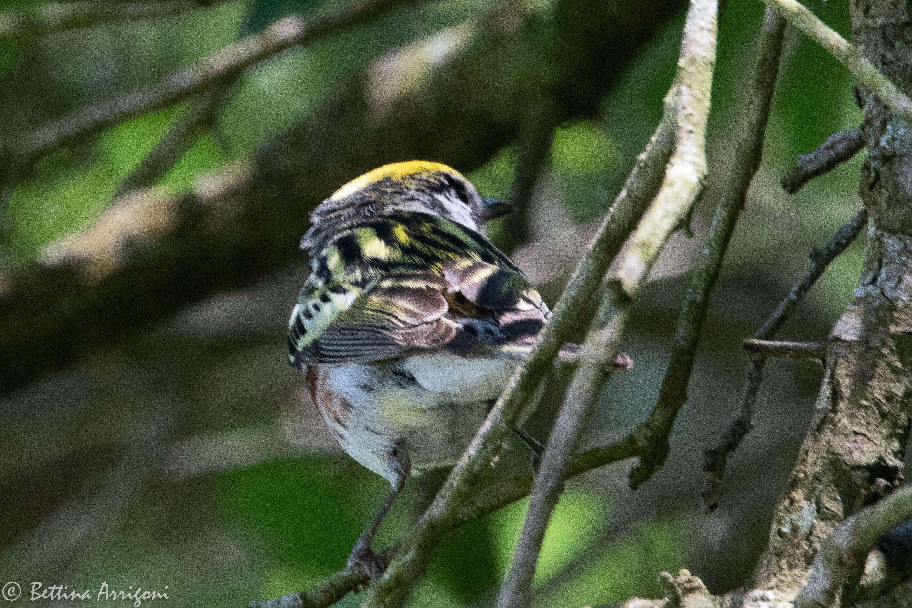 Image of Chestnut-sided Warbler