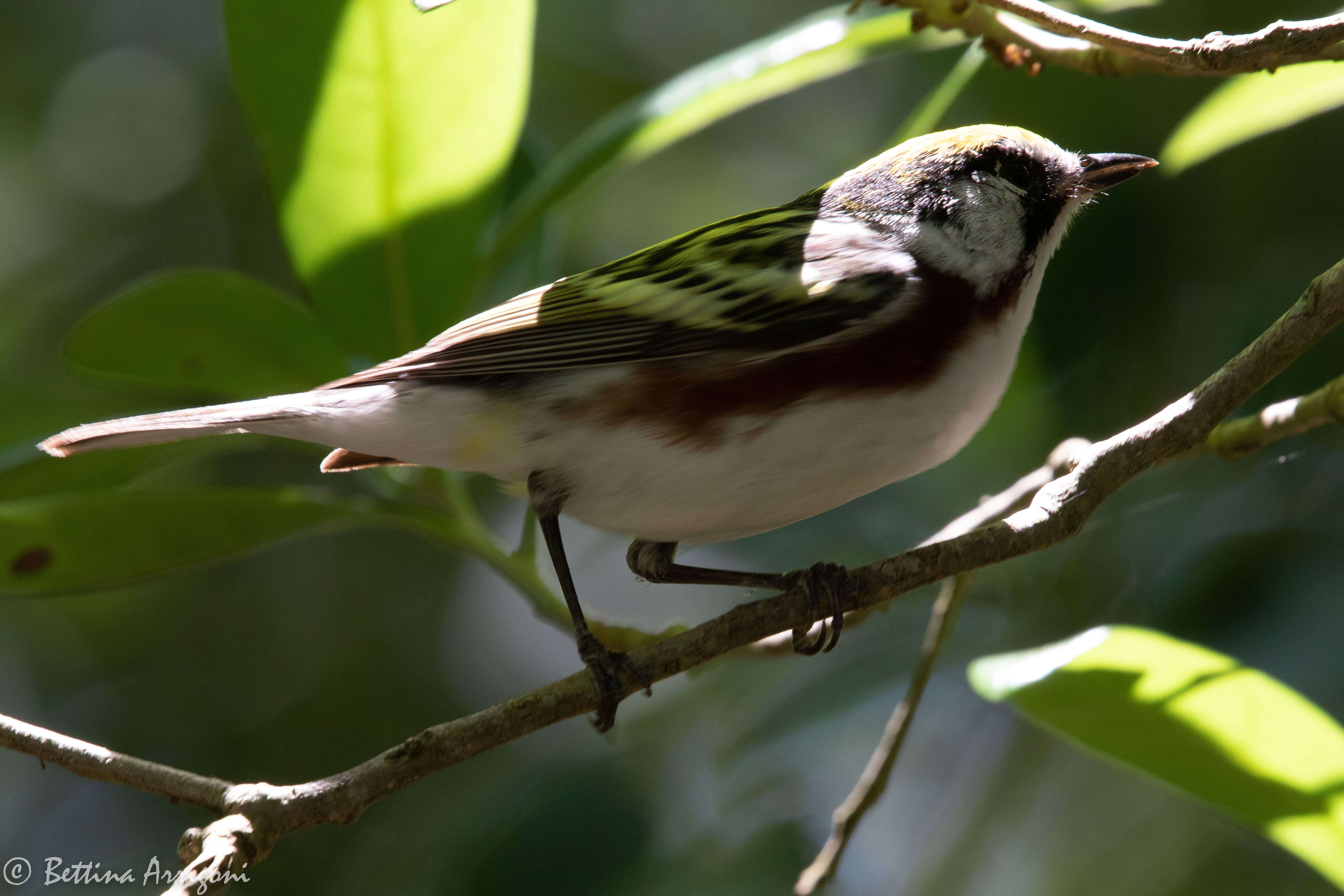 Image of Chestnut-sided Warbler