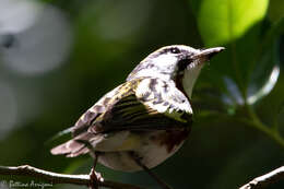 Image of Chestnut-sided Warbler