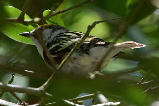 Image of Chestnut-sided Warbler