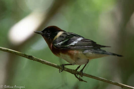 Image of Bay-breasted Warbler