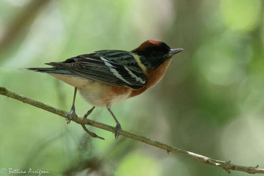 Image of Bay-breasted Warbler