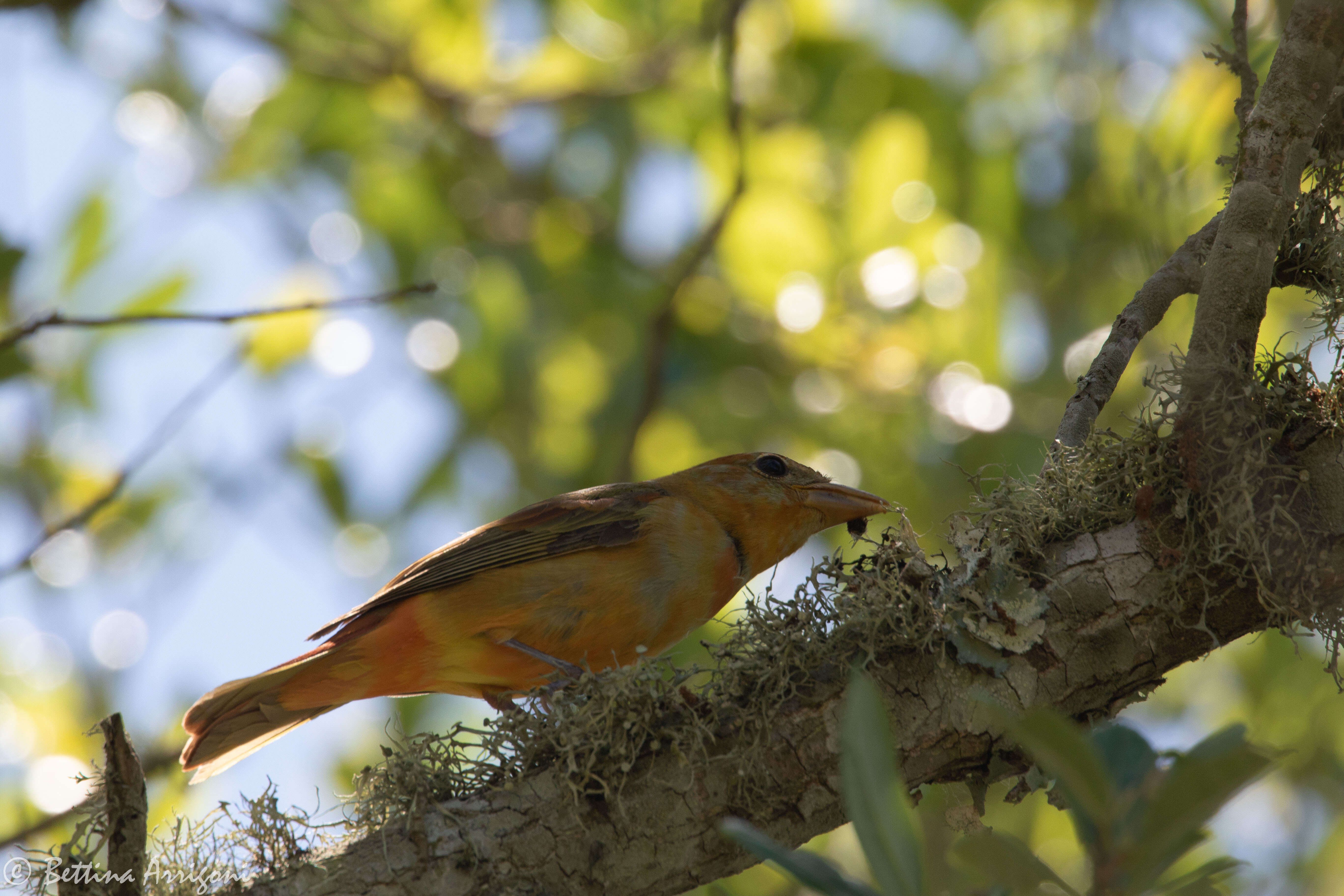 Image of Summer Tanager