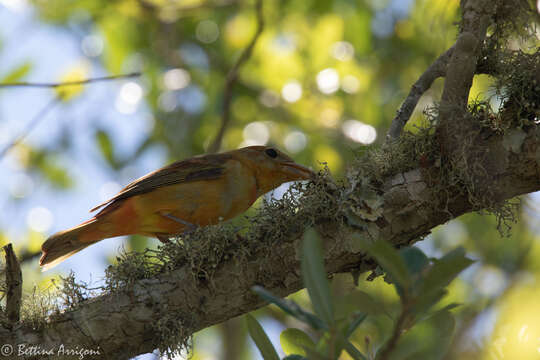 Image of Summer Tanager