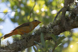 Image of Summer Tanager