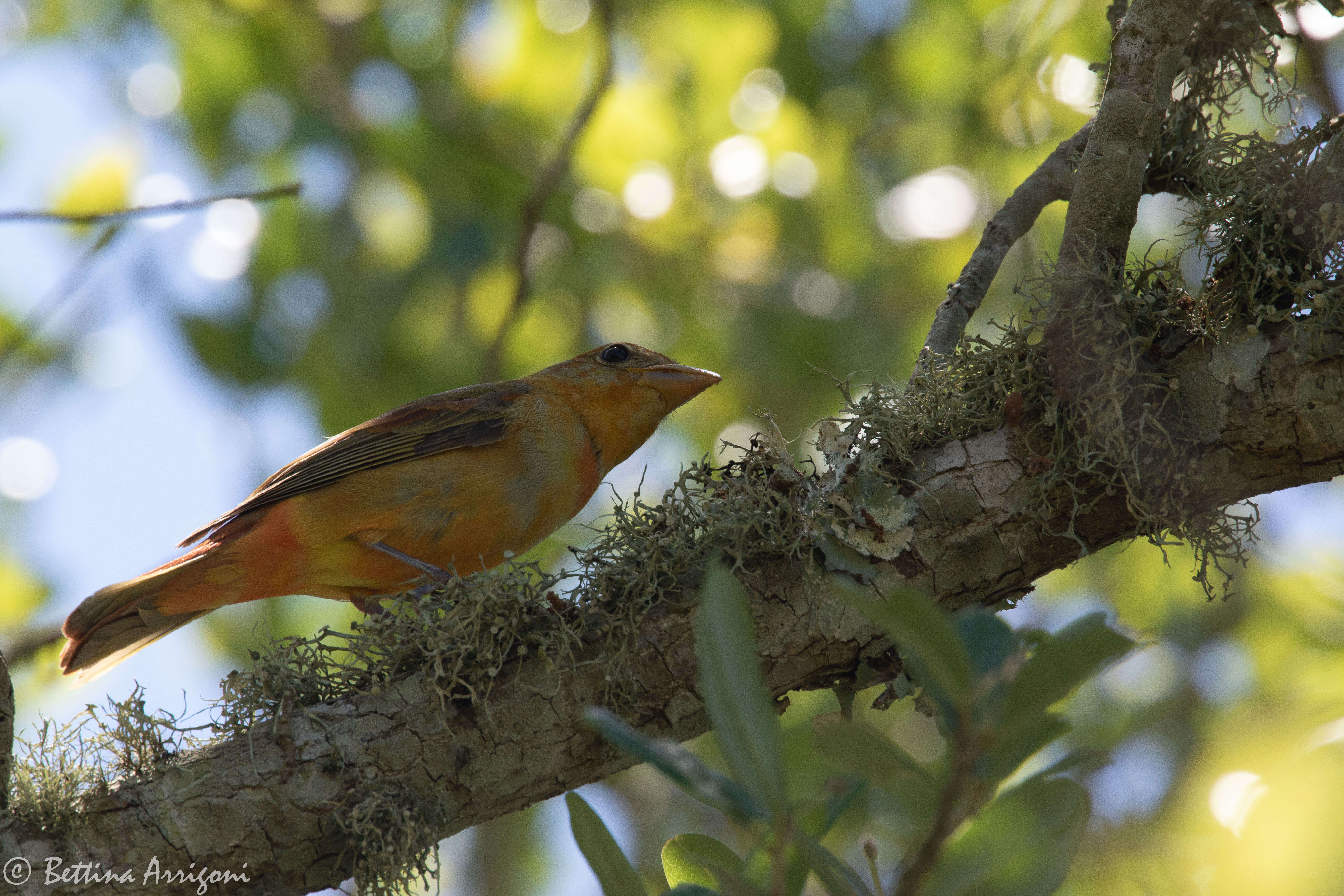 Image of Summer Tanager