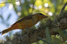 Image of Summer Tanager