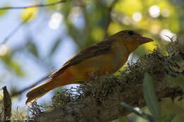 Image of Summer Tanager