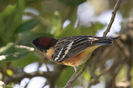 Setophaga castanea (Wilson & A 1810) resmi