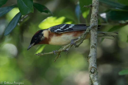 Imagem de Setophaga castanea (Wilson & A 1810)