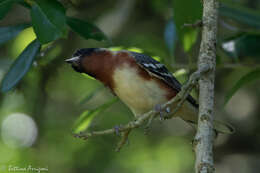 Image of Bay-breasted Warbler