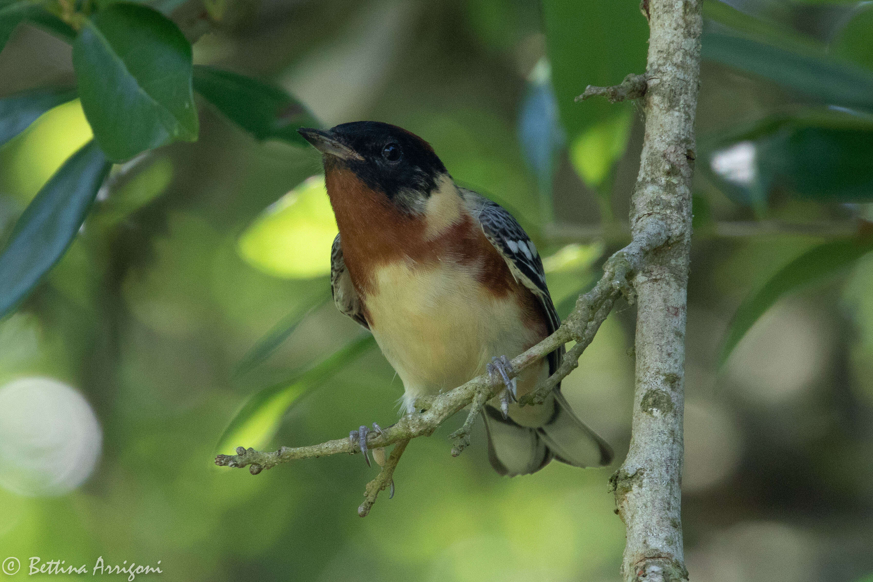 Image of Bay-breasted Warbler