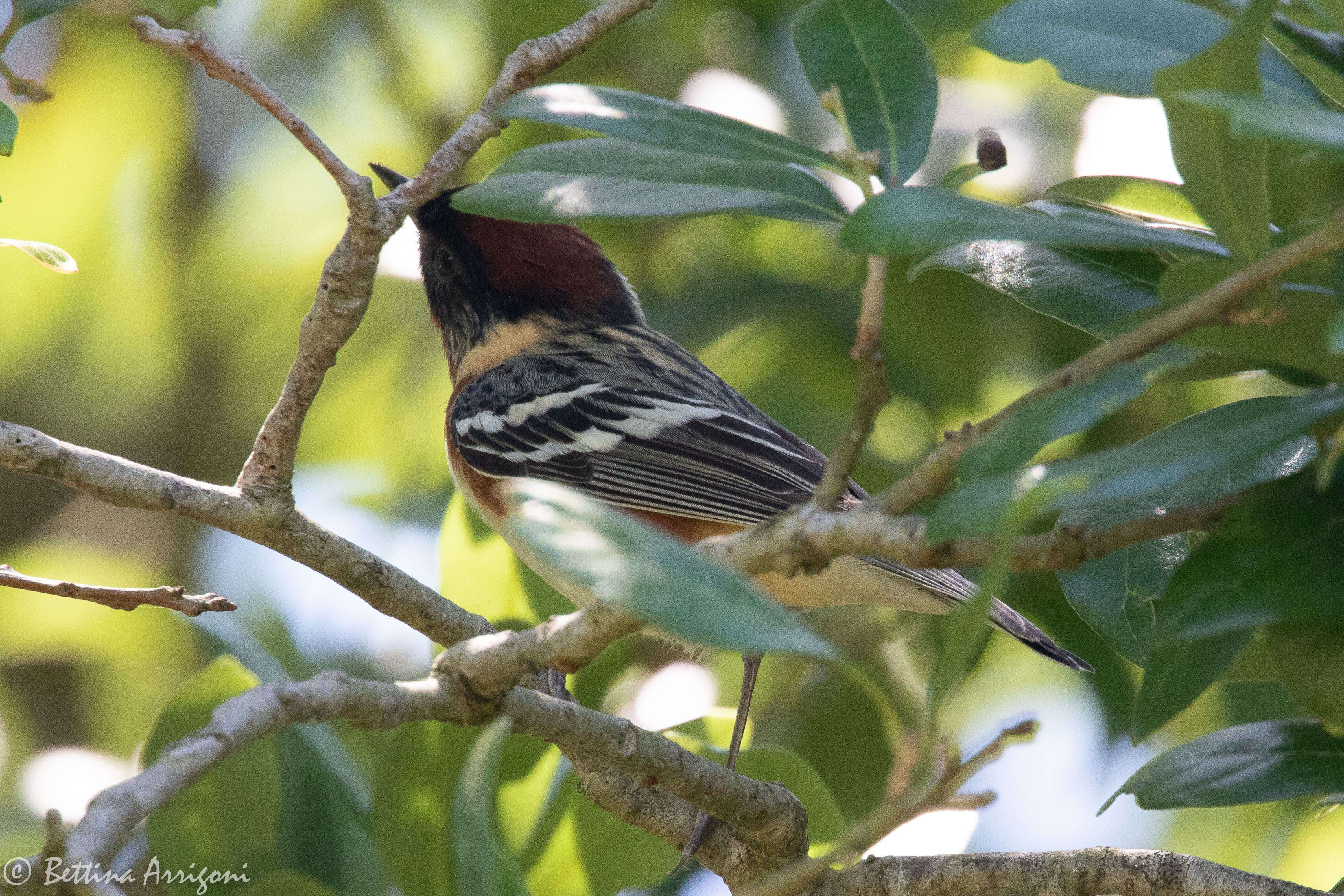 Image of Bay-breasted Warbler