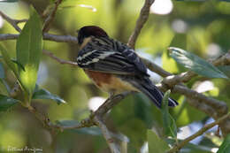 Image of Bay-breasted Warbler