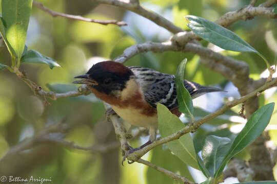 Image of Bay-breasted Warbler