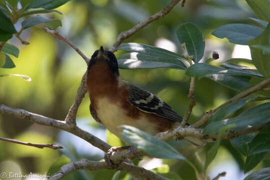 Imagem de Setophaga castanea (Wilson & A 1810)