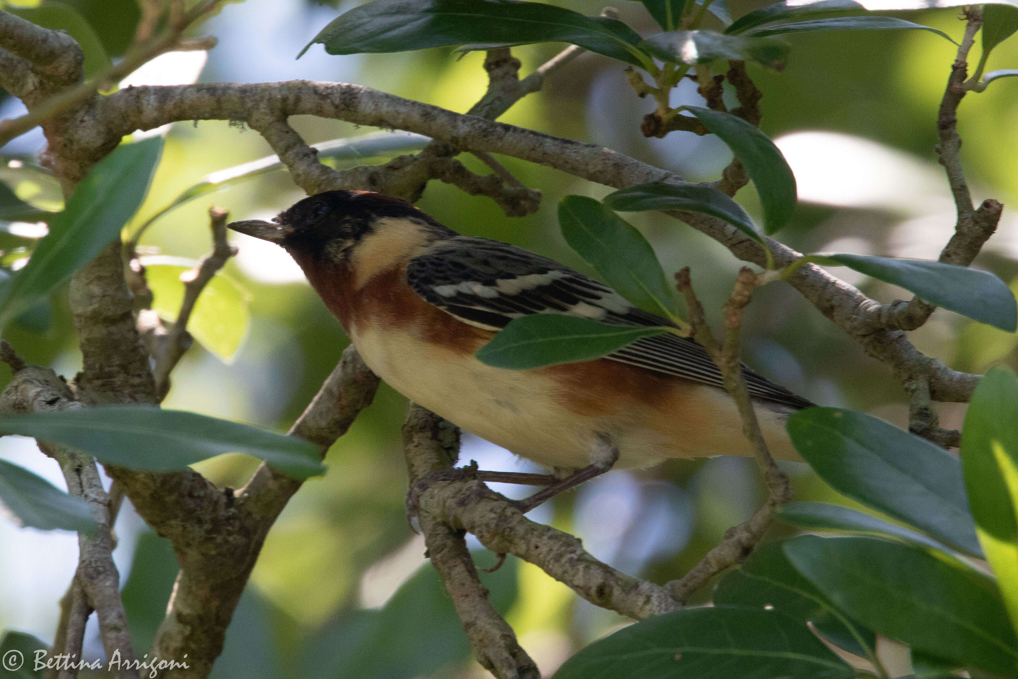 Image of Bay-breasted Warbler