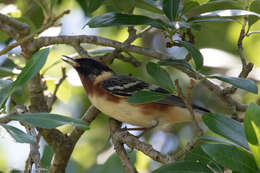 Image of Bay-breasted Warbler