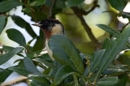 Image of Bay-breasted Warbler