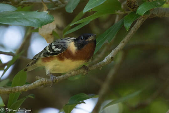 Imagem de Setophaga castanea (Wilson & A 1810)