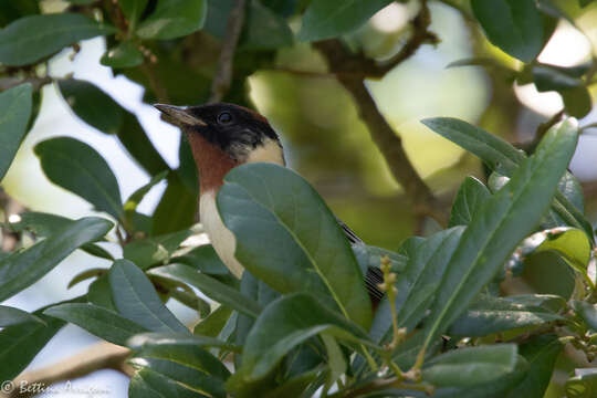 Image of Bay-breasted Warbler