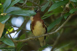 Image of Bay-breasted Warbler