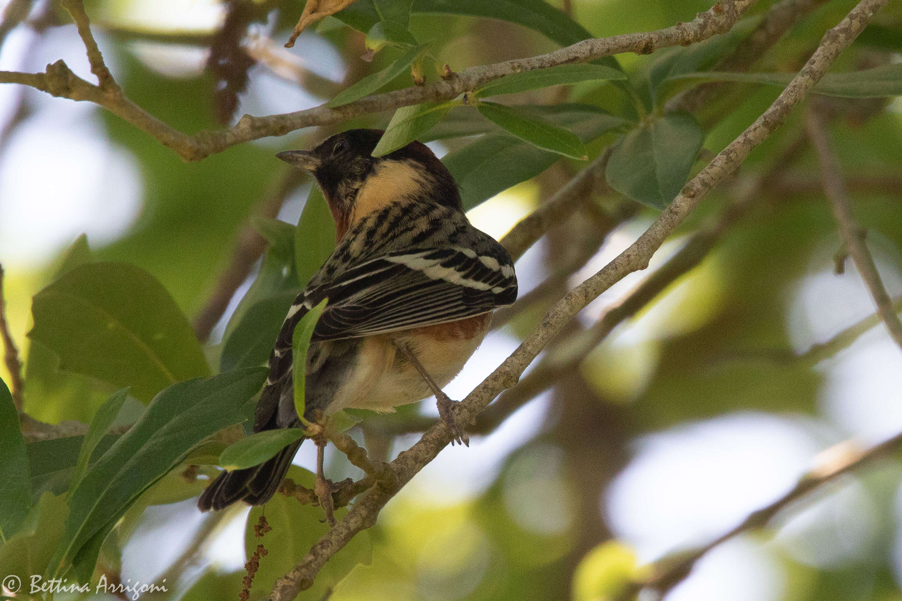 Image of Bay-breasted Warbler