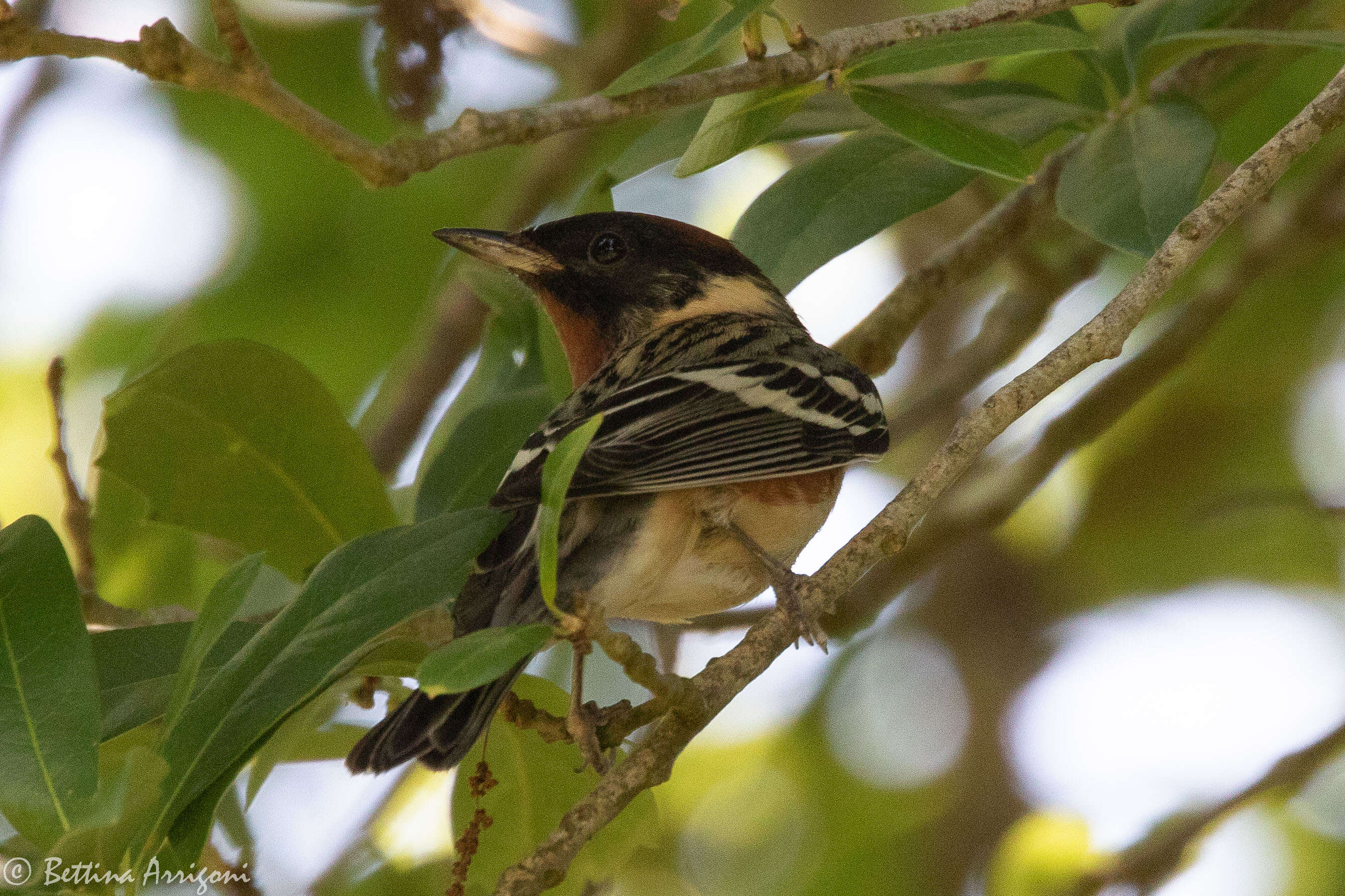 Image of Bay-breasted Warbler