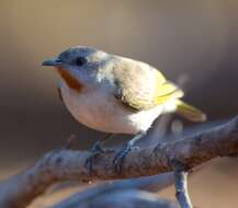 Imagem de Conopophila rufogularis (Gould 1843)