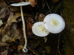 Image of Amanita albocreata (G. F. Atk.) E.-J. Gilbert 1941