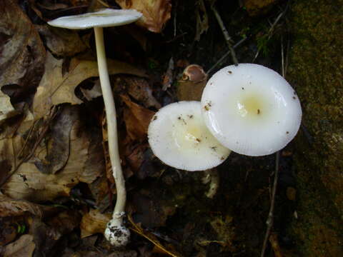 Imagem de Amanita albocreata (G. F. Atk.) E.-J. Gilbert 1941