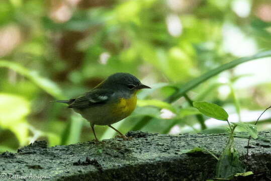 Image of Northern Parula