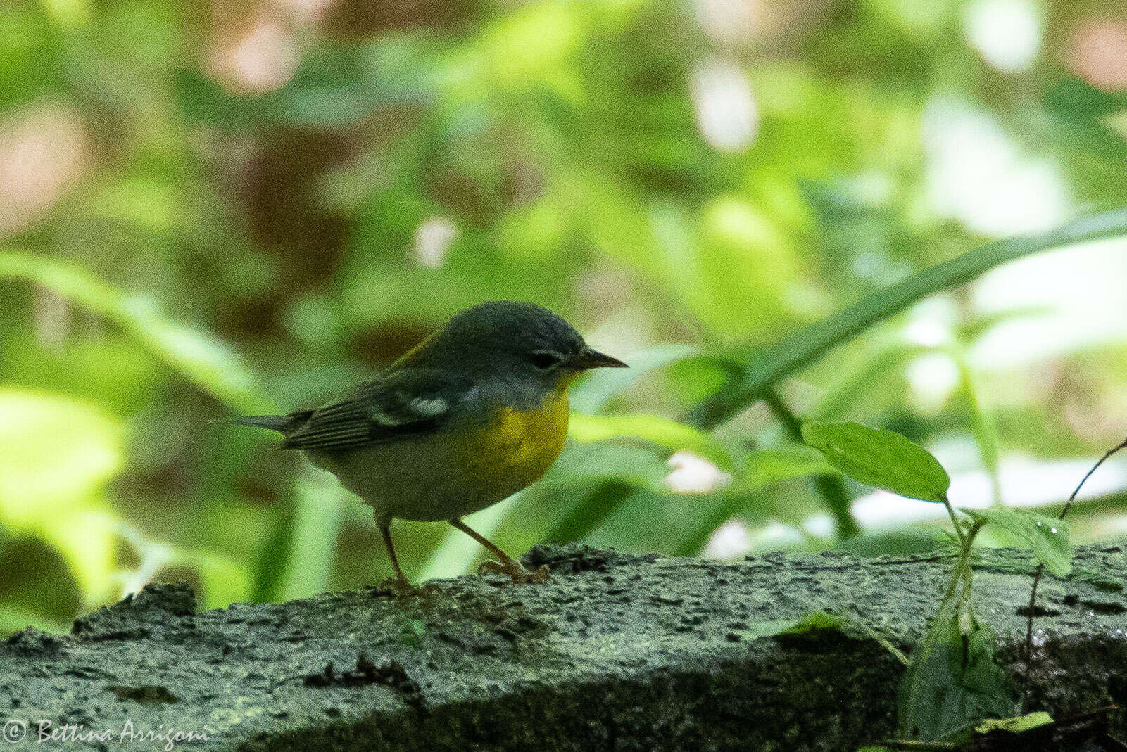 Image of Northern Parula