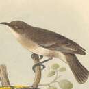 Image of Grey Honeyeater