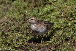 Image of Pectoral Sandpiper