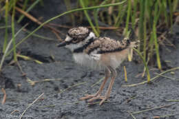 Image of Killdeer