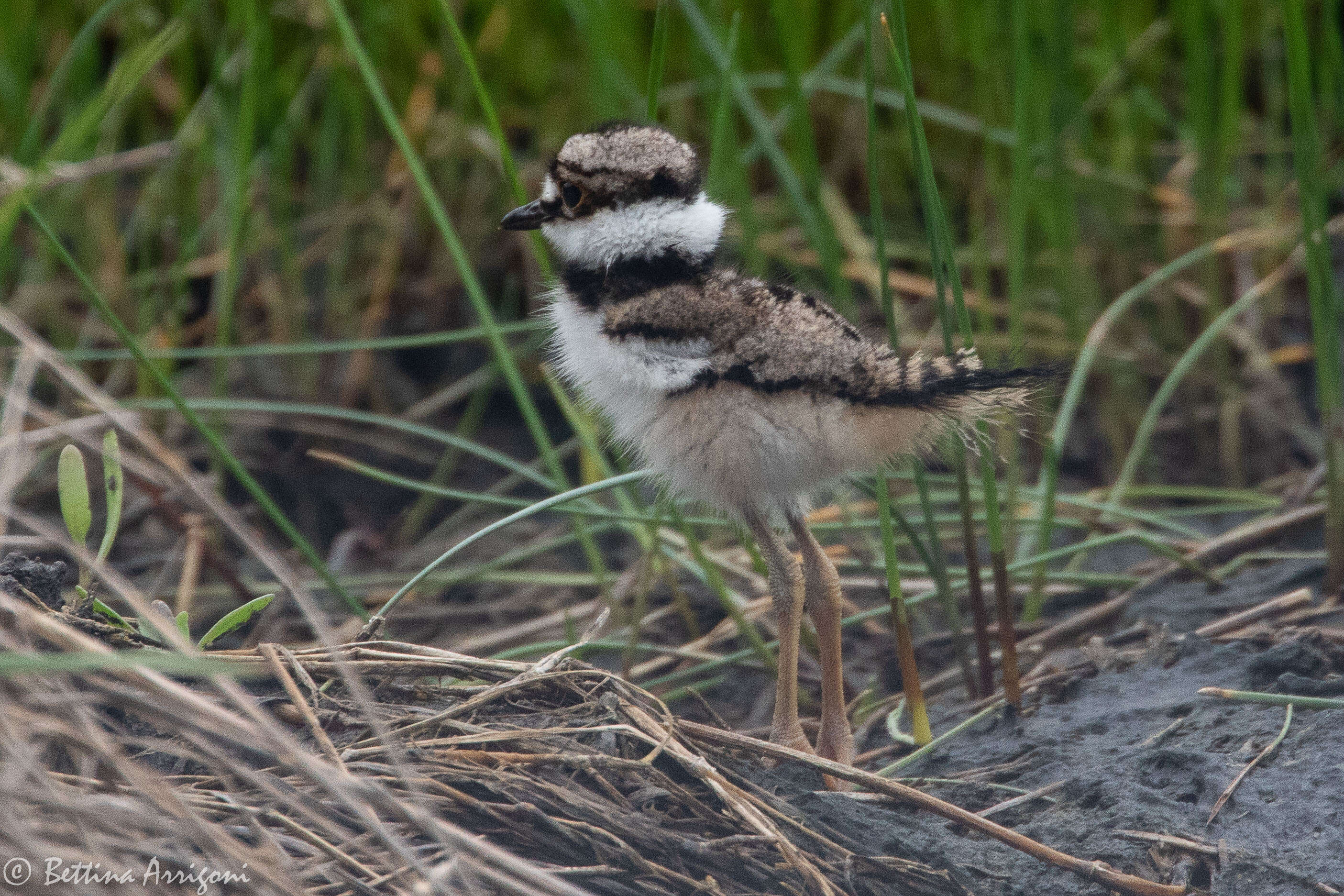 Image of Killdeer