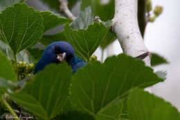 Image of Indigo Bunting