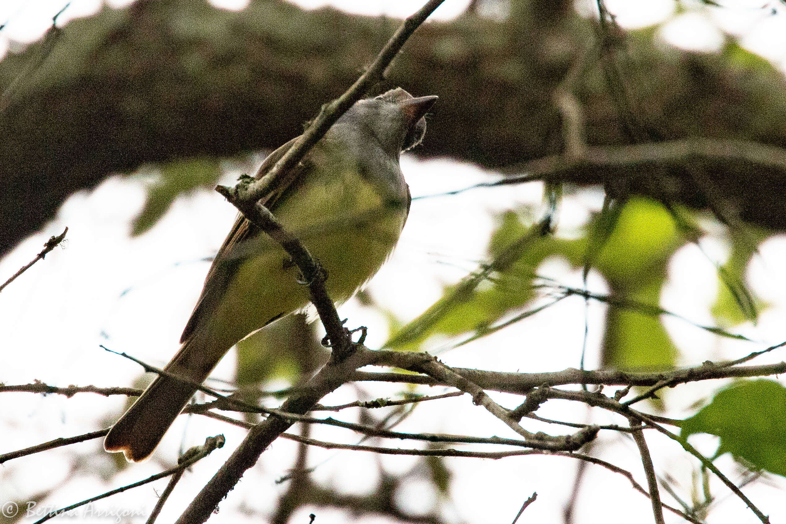 Image of Great Crested Flycatcher