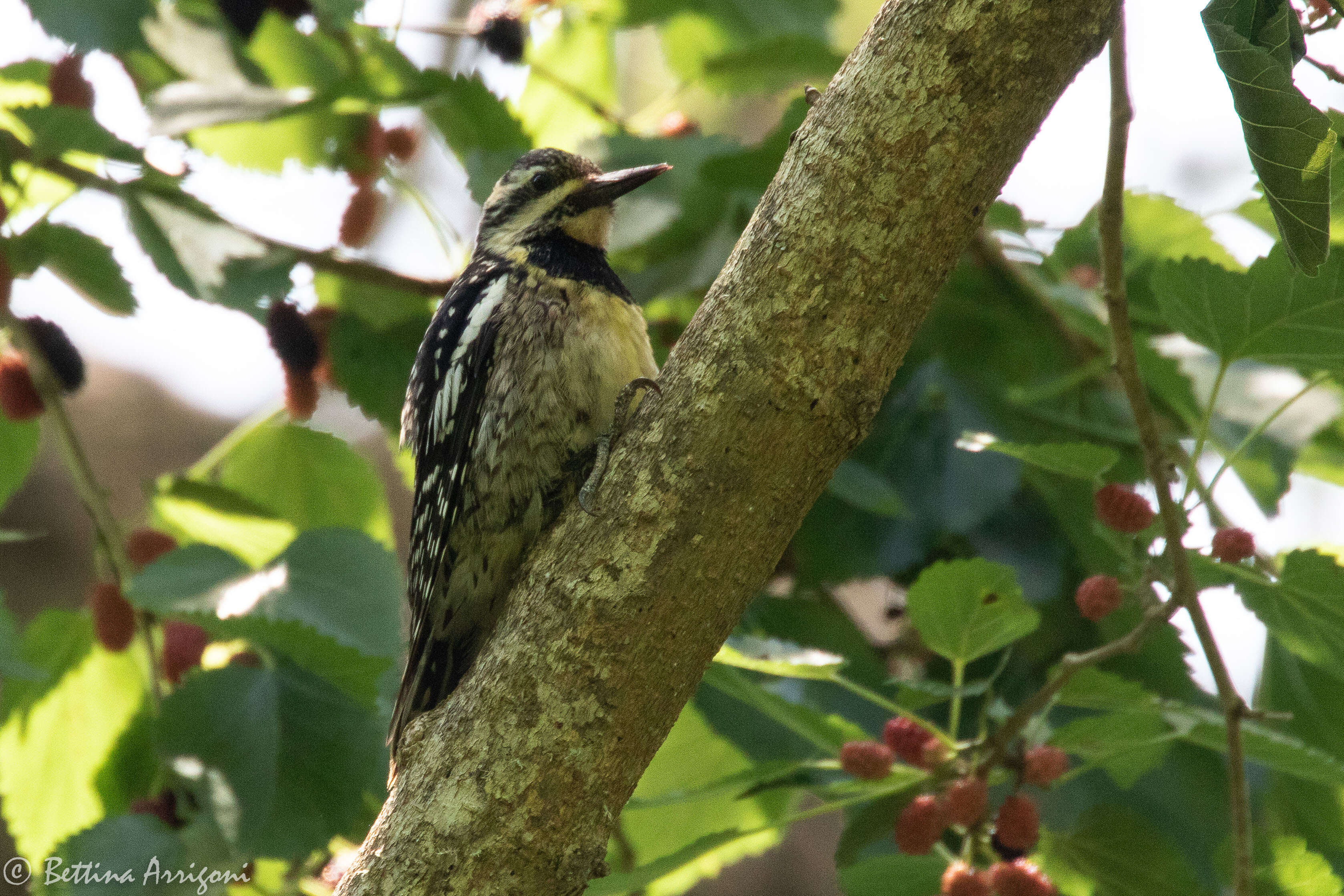 Image of Sapsucker