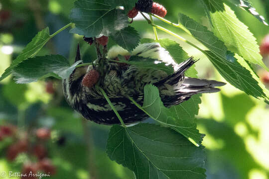 Image of Sapsucker