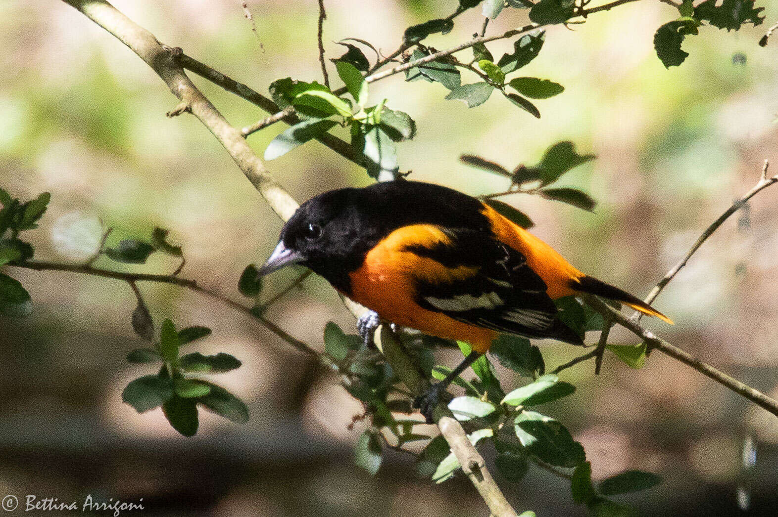 Image of Baltimore Oriole