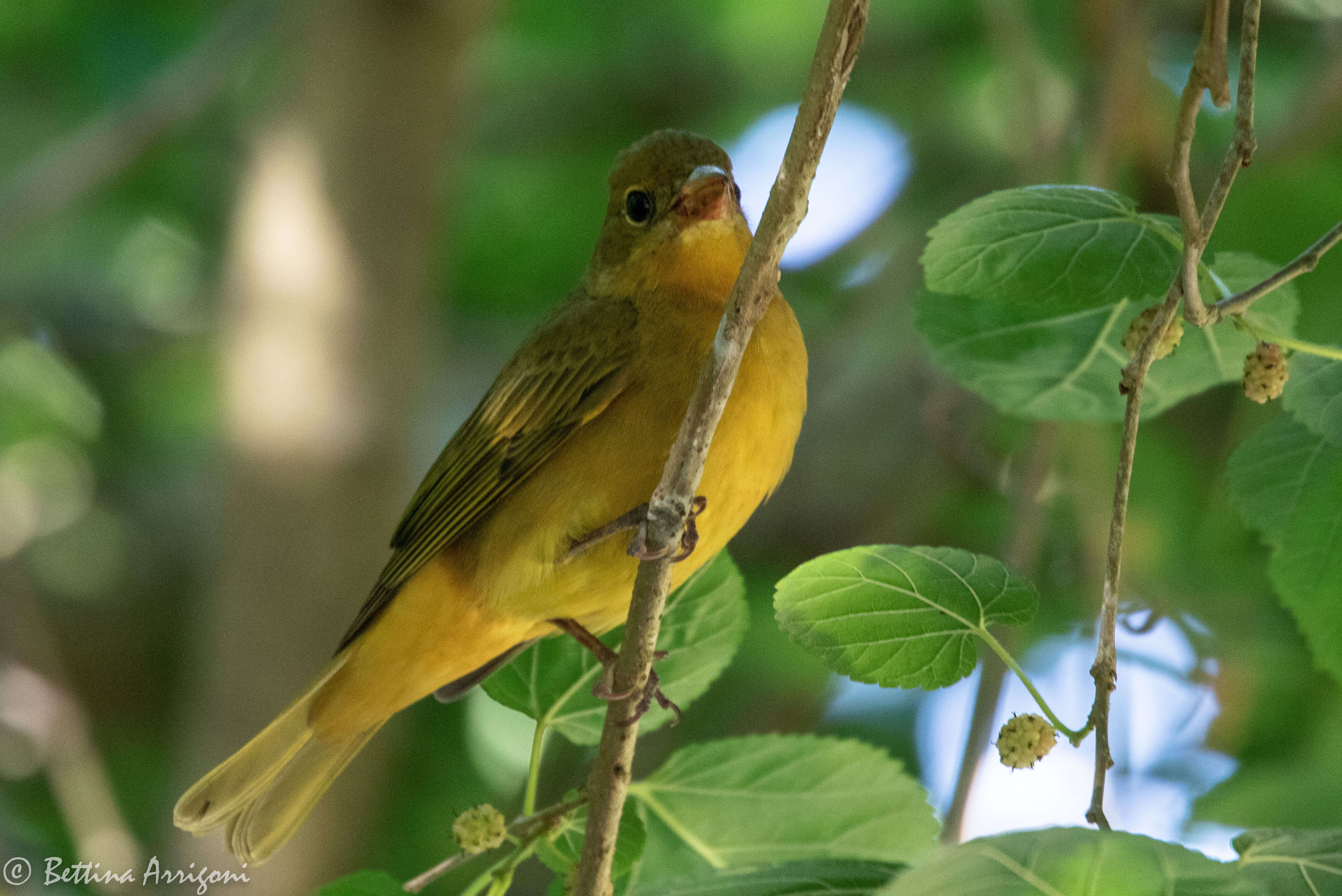 Image of Summer Tanager