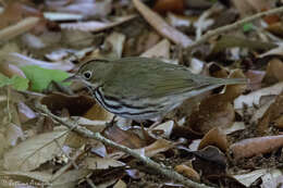 Image of Seiurus Swainson 1827