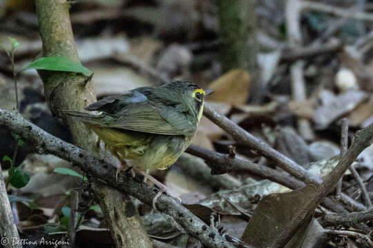 Geothlypis formosa (Wilson & A 1811) resmi