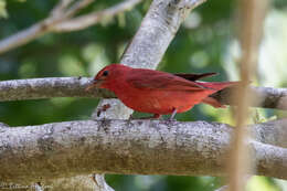 Image of Summer Tanager