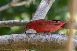 Imagem de Sanhaçu-vermelho