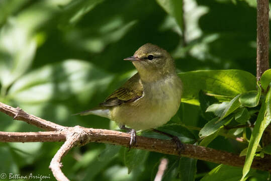 Image of Tennessee Warbler