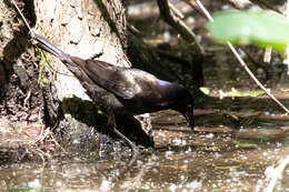 Image of Common Grackle